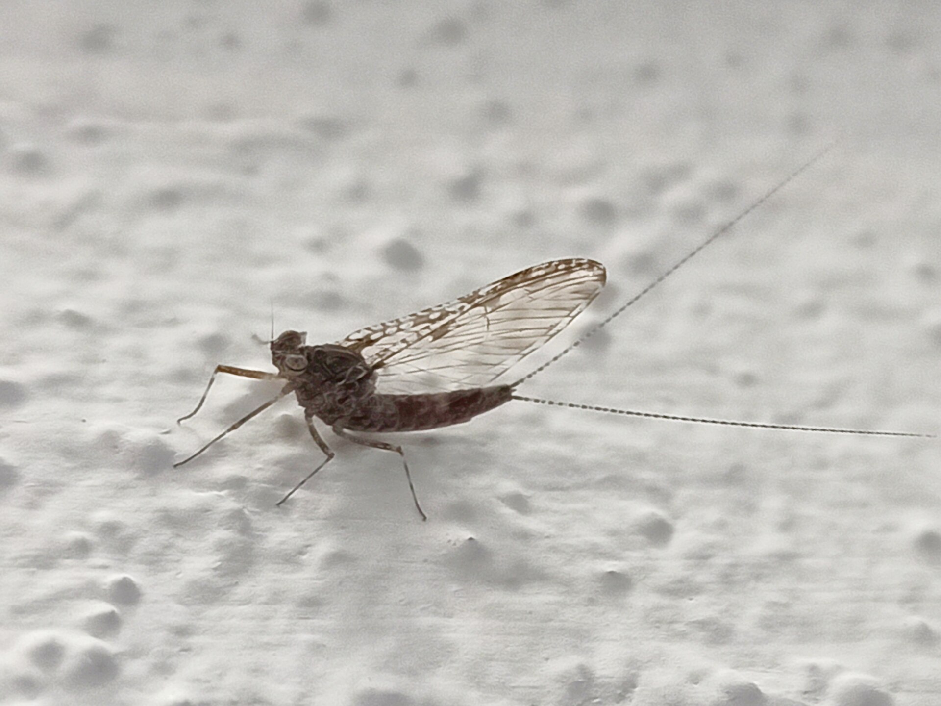 蜉蝣成虫（Baetidae）