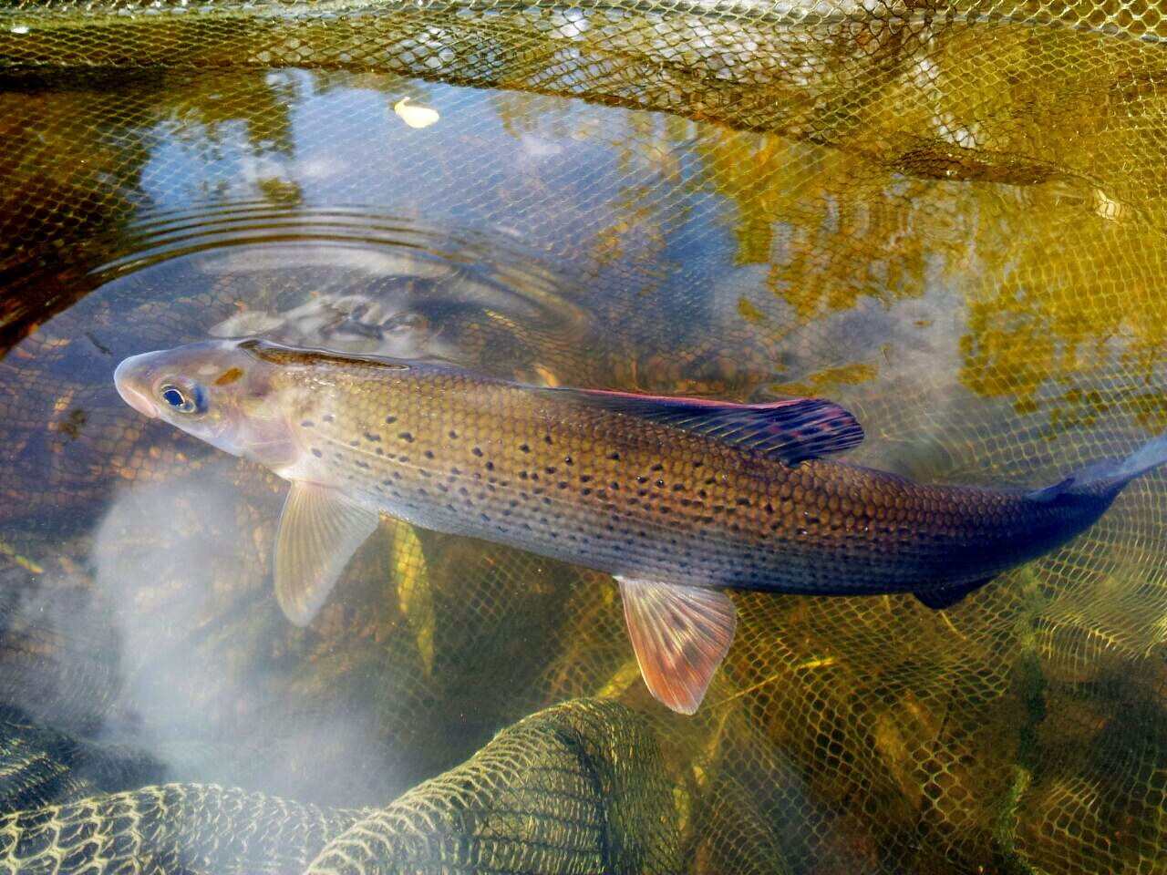 英威边境 River Wye 钓获的欧洲茴鱼