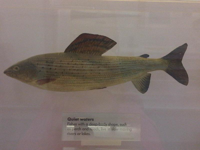 伦敦自然史博物馆的欧洲茴鱼标本