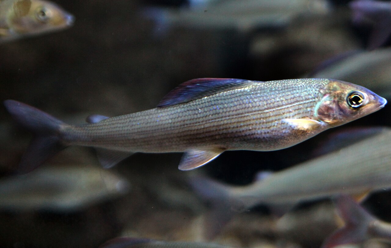 米兰水族馆里的欧洲茴鱼