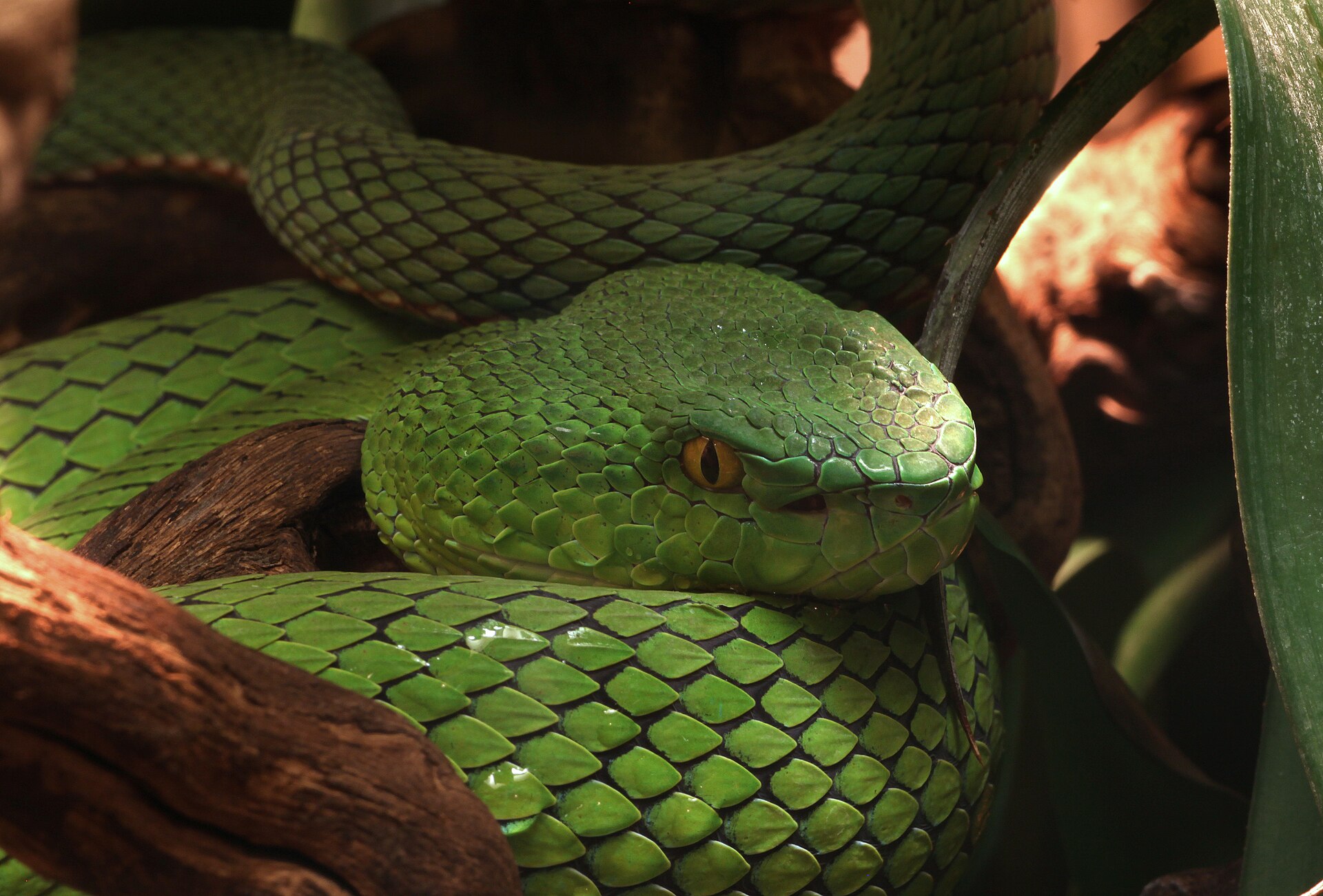 竹叶青（Trimeresurus stejnegeri）