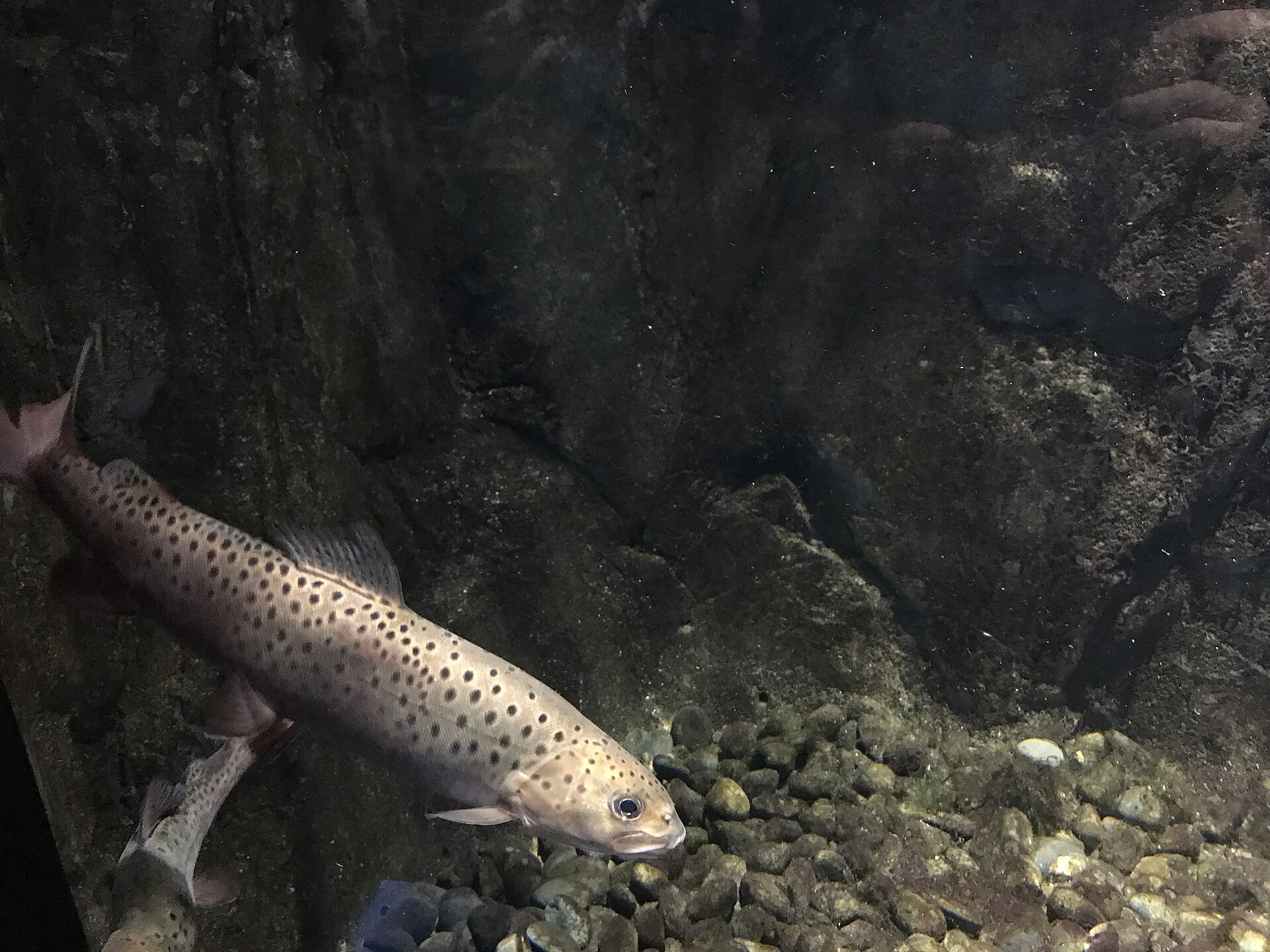 细鳞鲑（Brachymystax lenok）水族馆展示个体