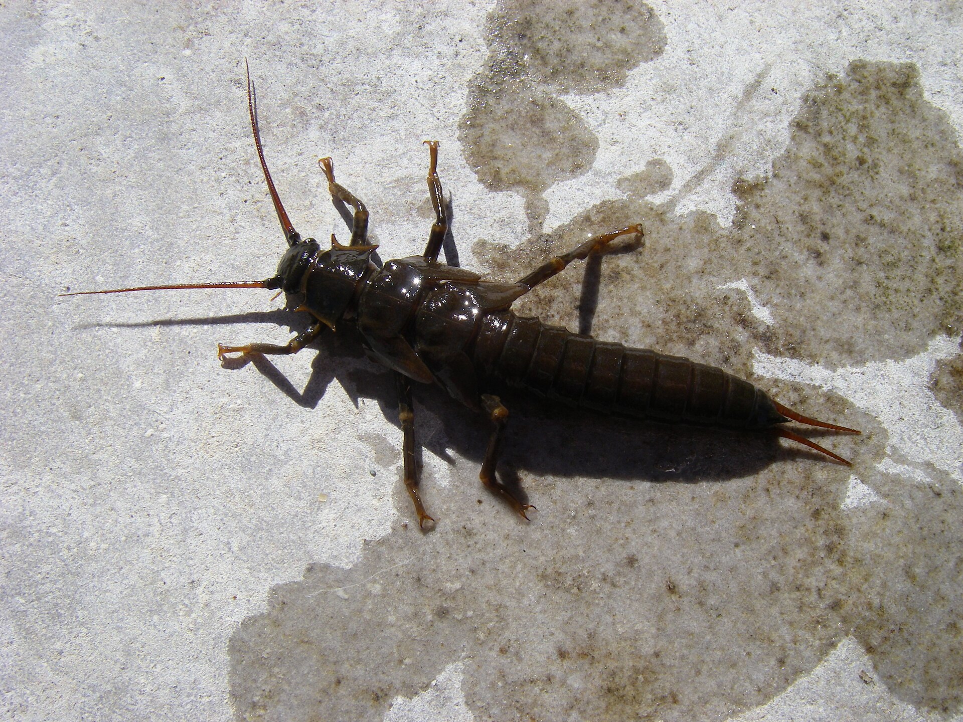加州大石蝇(Pteronarcys californica)若虫——水栖、多毛鳃