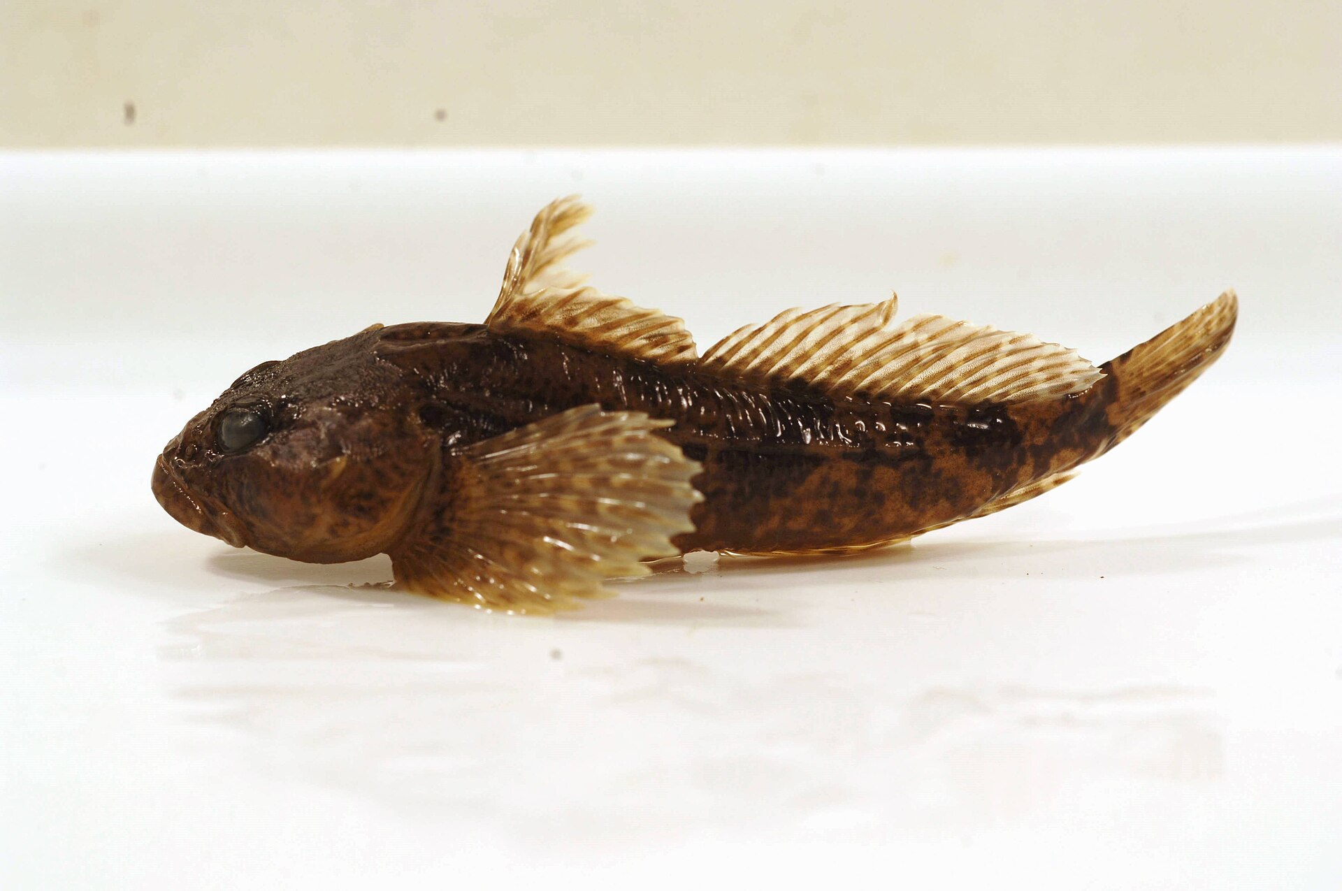 花杜父鱼侧视照（Cottus bairdii）