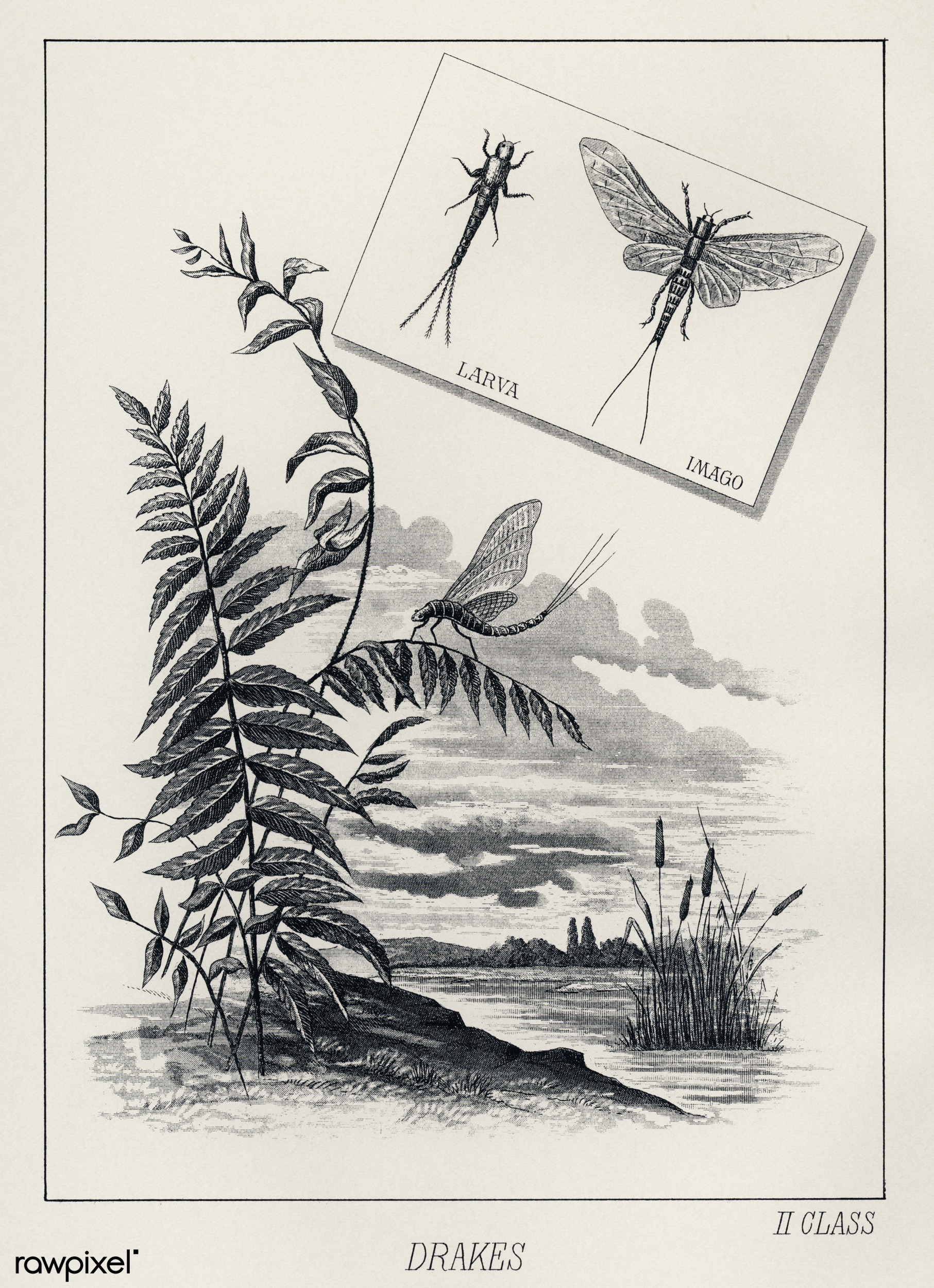 《Favorite Flies and Their Histories》（1892）原版毛钩插页
